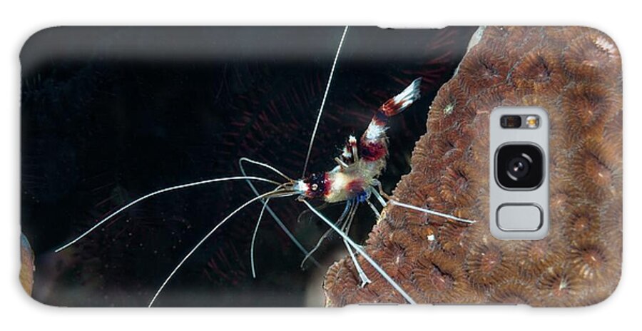 1 Galaxy Case featuring the photograph Banded Coral Shrimp #1 by Georgette Douwma/science Photo Library