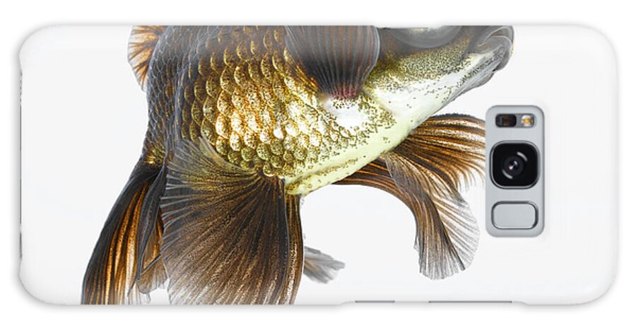 White Background Galaxy Case featuring the photograph Black Moor Goldfish Carassius Auratus #1 by Don Farrall