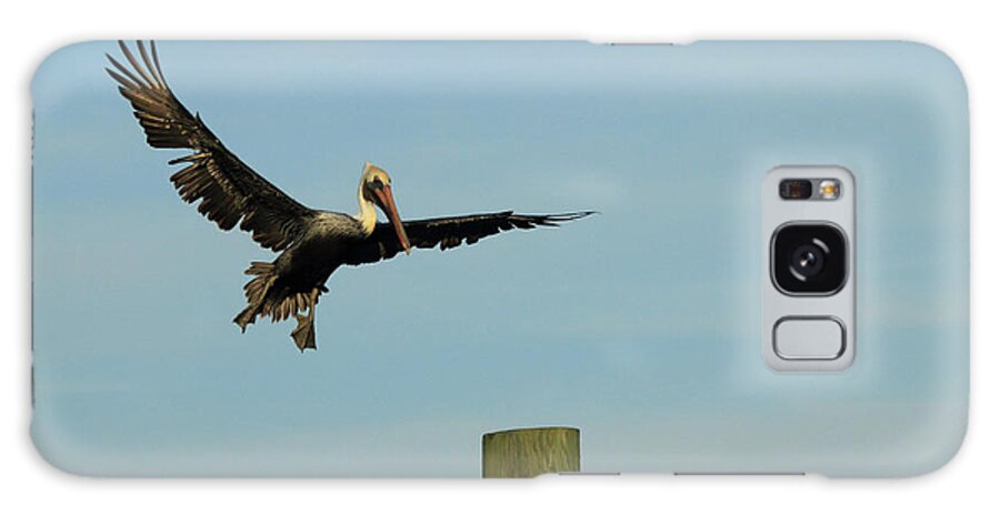 Pelican Galaxy Case featuring the photograph Brown Pelican #1 by Dave Guy