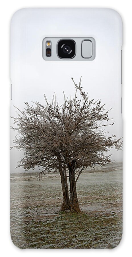 Cedar Tree Galaxy Case featuring the photograph Cedar Tree #1 by Amanda Smith