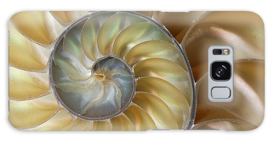 Adam Jones Galaxy Case featuring the photograph Chambered Nautilus Shell #1 by Adam Jones