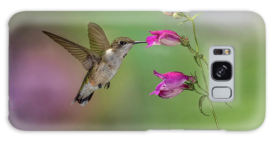 Adam Jones Galaxy Case featuring the photograph Female Ruby-throated Hummingbird Flying #1 by Adam Jones