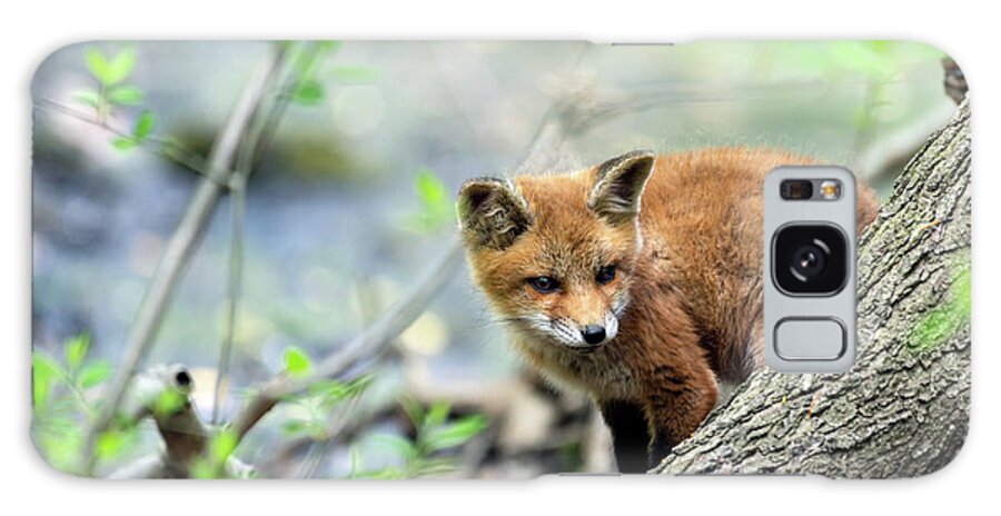 Fox Cub Galaxy Case featuring the photograph Fox cub exploring #1 by Sam Rino