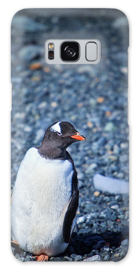 Shadow Galaxy Case featuring the photograph Gentoo Penguin #1 by Kelly Cheng Travel Photography