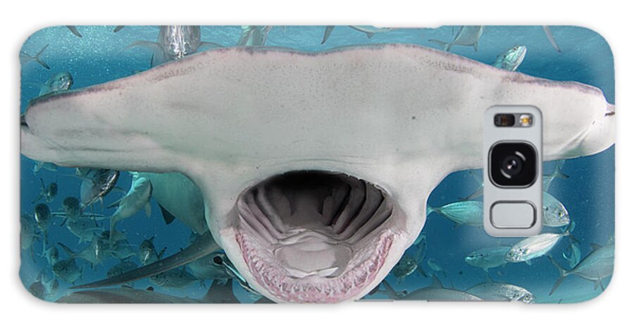 Animal Galaxy Case featuring the photograph Great Hammerhead Shark Mouth Wide Open, Feeding In Shallow #1 by Andy Murch / Naturepl.com