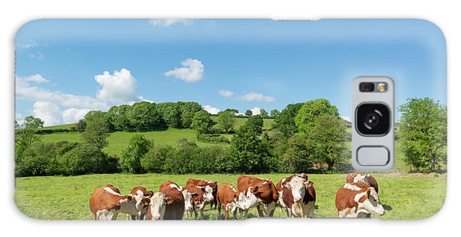 Hereford Beef Cattle Galaxy Case featuring the photograph Hereford Beef Cattle #1 by Andy Davies/science Photo Library