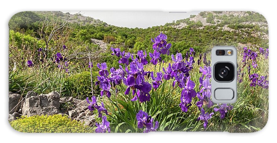 Plantlife Galaxy Case featuring the photograph Illyrian Iris (iris Illyrica) #1 by Bob Gibbons/science Photo Library