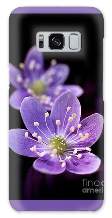 Close Up Galaxy Case featuring the photograph 1 inch wide lavender blue purple Hepatica wildflower in spring flooded area under deciduous trees by Robert C Paulson Jr