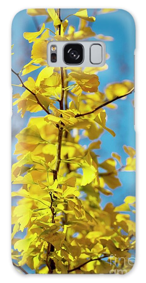 Maidenhair Tree Galaxy Case featuring the photograph Maidenhair Tree Leaves (ginkgo Biloba) #1 by Dr Keith Wheeler/science Photo Library