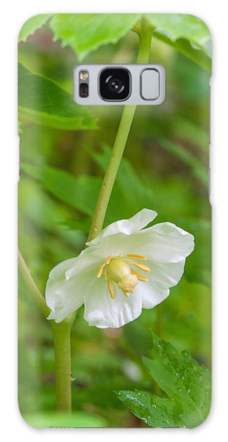 American Flora Galaxy Case featuring the photograph Mayapple Flower #1 by Michael Lustbader