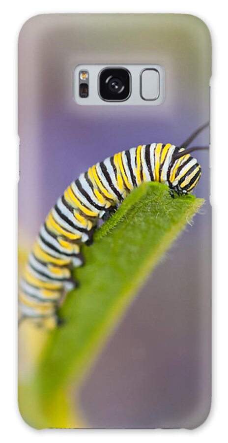 American Fauna Galaxy S8 Case featuring the photograph Monarch Caterpillar #1 by Michael Lustbader