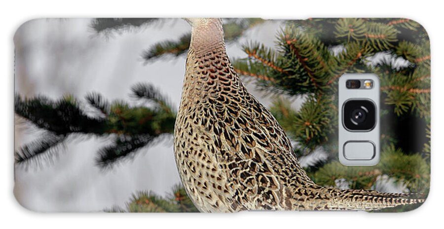 Pheasant Galaxy Case featuring the photograph Pheasant #1 by Ronnie And Frances Howard