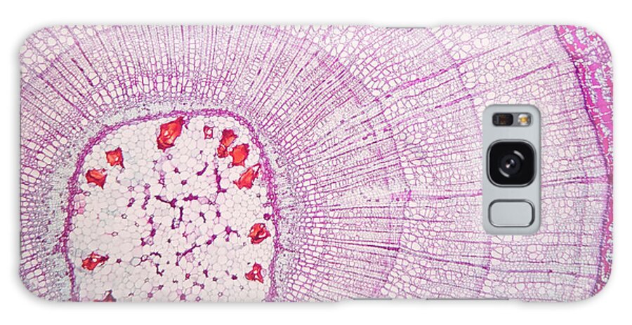 Phloem Galaxy Case featuring the photograph Plant Stem #1 by Choksawatdikorn / Science Photo Library
