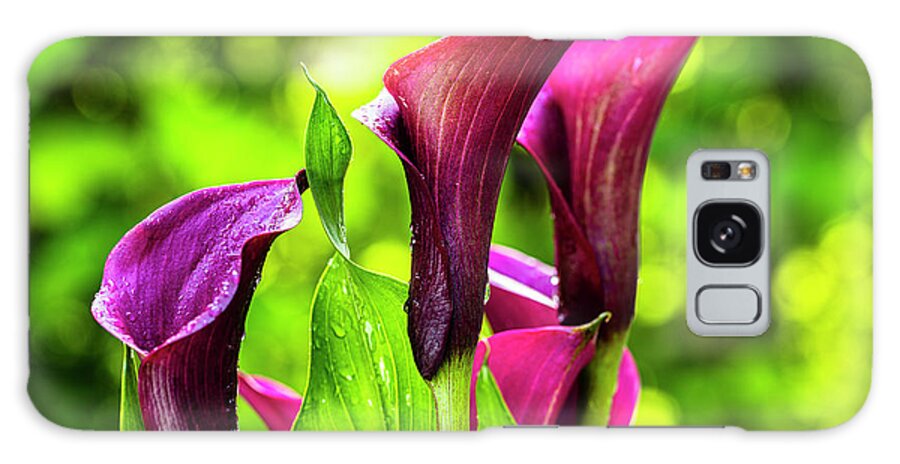 Araceae Galaxy Case featuring the photograph Purple Calla Lily Flower by Raul Rodriguez