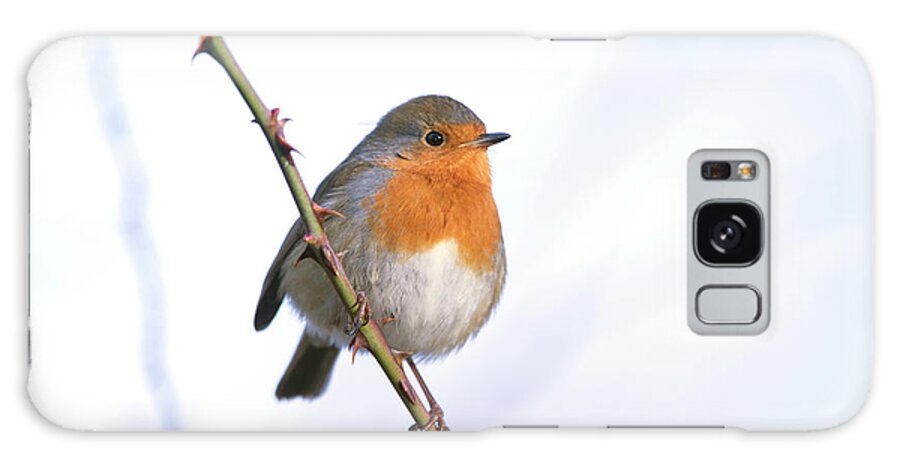 Alert Galaxy Case featuring the photograph Robin Erithacus Rubecula Adult Perched #1 by Mike Powles