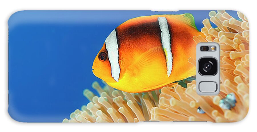 Underwater Galaxy Case featuring the photograph Sea Life - Anemone Clownfish #1 by Ultramarinfoto