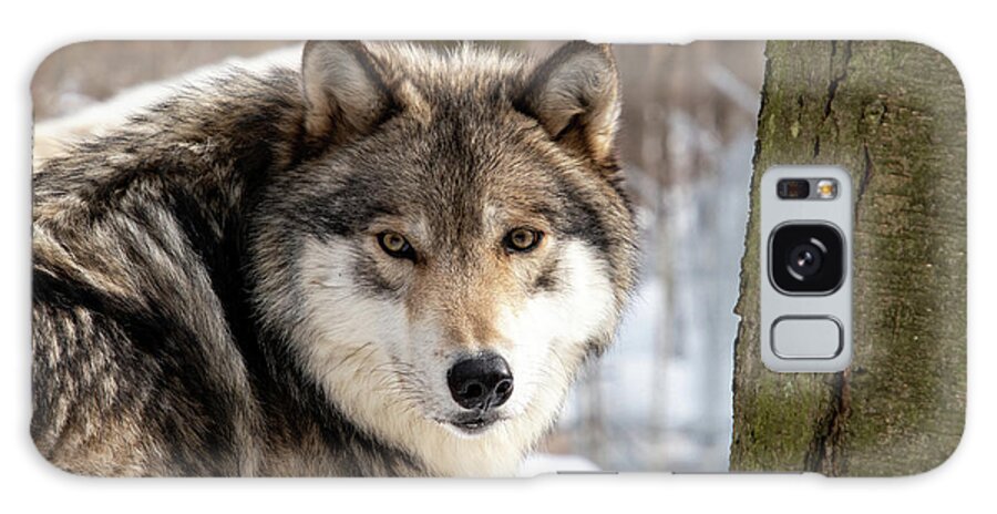Timber Wolf Galaxy Case featuring the photograph Timber Wolf Stare #2 by Rose Guinther