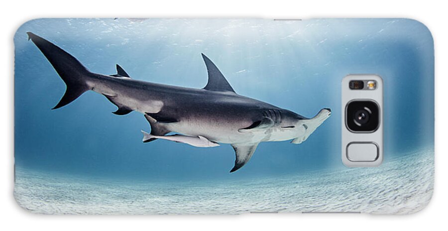 Animal Galaxy Case featuring the digital art Underwater View Of Great Hammerhead Shark, Alice Town, Bimini, Bahamas #1 by Ken Kiefer 2