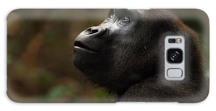 One Animal Galaxy Case featuring the photograph Western Lowland Gorilla Sub-adult #1 by Anup Shah