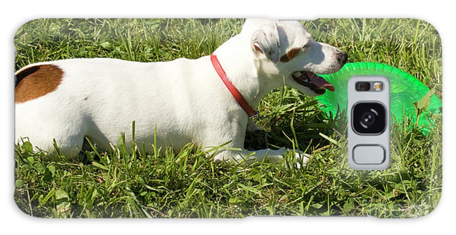 Labrador Galaxy Case featuring the photograph White labrador dog #1 by Irina Afonskaya