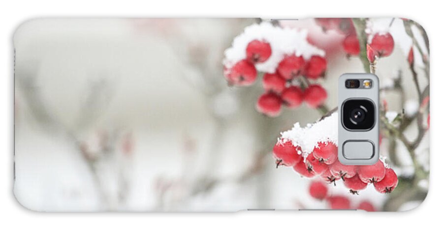 Dupage County Galaxy Case featuring the photograph Winter Crabapples #1 by Joni Eskridge