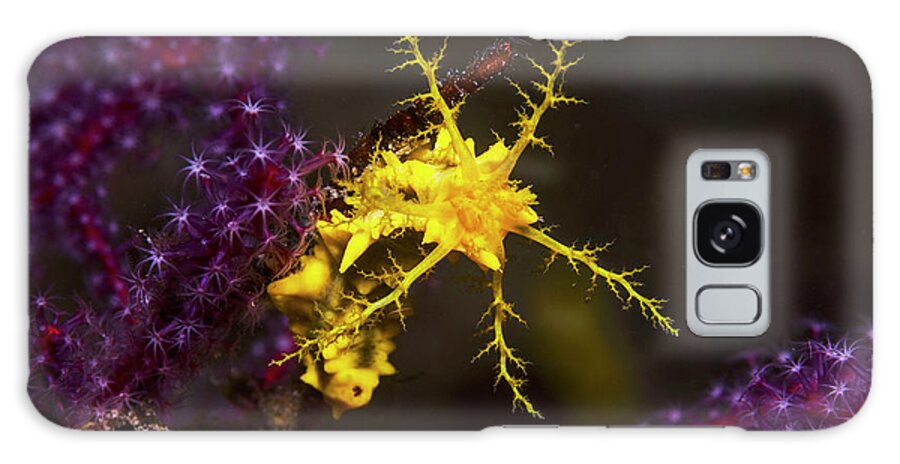 Indonesia Galaxy Case featuring the photograph Yellow Sea Cucumber #1 by Georgette Douwma/science Photo Library