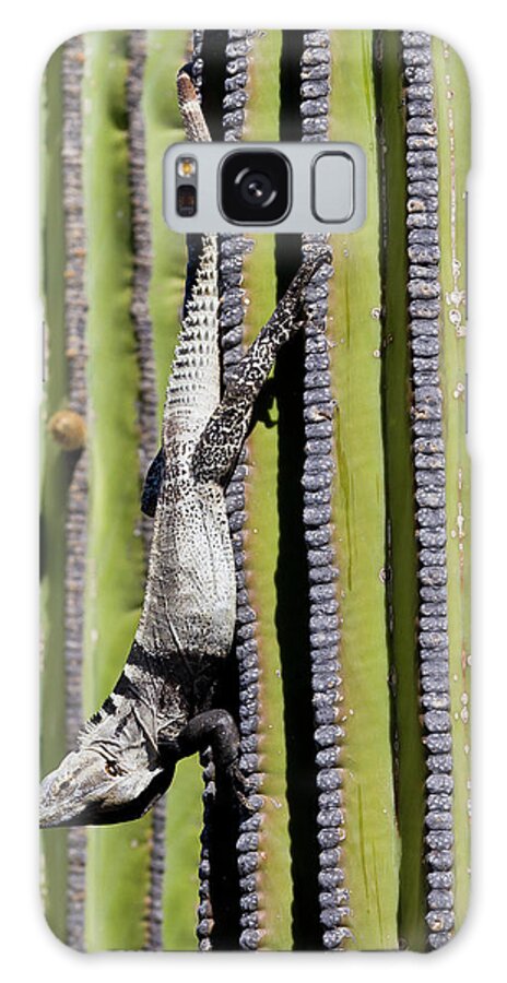 San Esteban Spiny-tailed Iguana (ctenosaura Conspicuosa) On Cardon Cactus Galaxy Case featuring the photograph 1112-356 by Robert Harding Picture Library