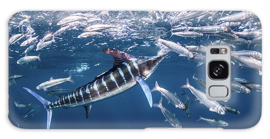 Animal Galaxy Case featuring the digital art Striped Marlin Hunting Mackerel And Sardines #18 by Rodrigo Friscione