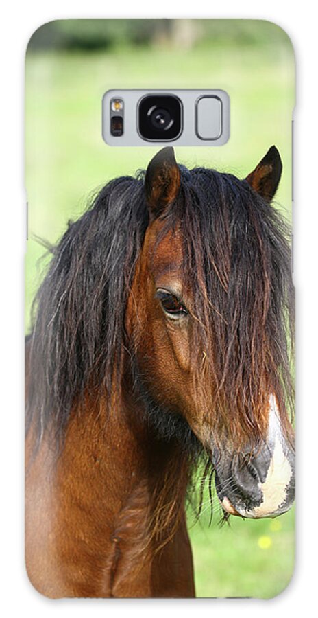 1z5f9531 Welsh Pony Galaxy Case featuring the photograph 1z5f9531 Welsh Pony, Brynseion Stud, Uk by Bob Langrish