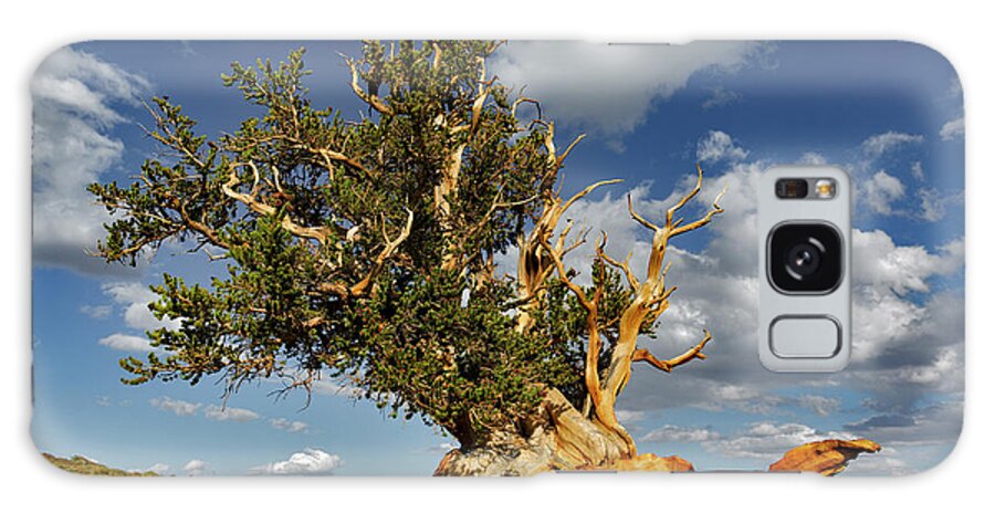 Adam Jones Galaxy Case featuring the photograph Ancient Bristlecone Pine Tree #2 by Adam Jones
