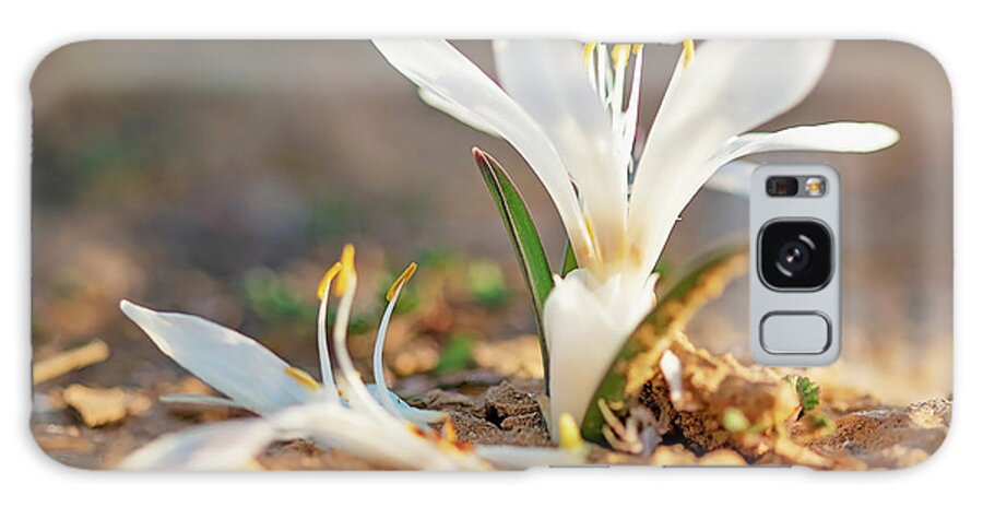 Colchicum Ritchii Galaxy Case featuring the photograph Colchicum Ritchii by Benny Woodoo