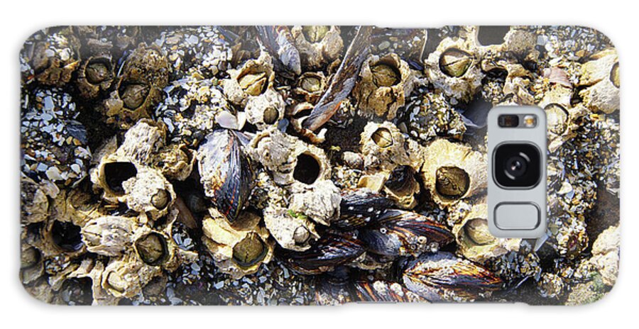 Coast Galaxy Case featuring the photograph Mussels And Barnacle #2 by Steve Estvanik