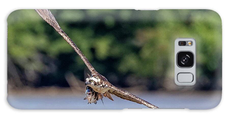 Osprey Galaxy Case featuring the photograph Osprey With Catch #2 by Alan Raasch