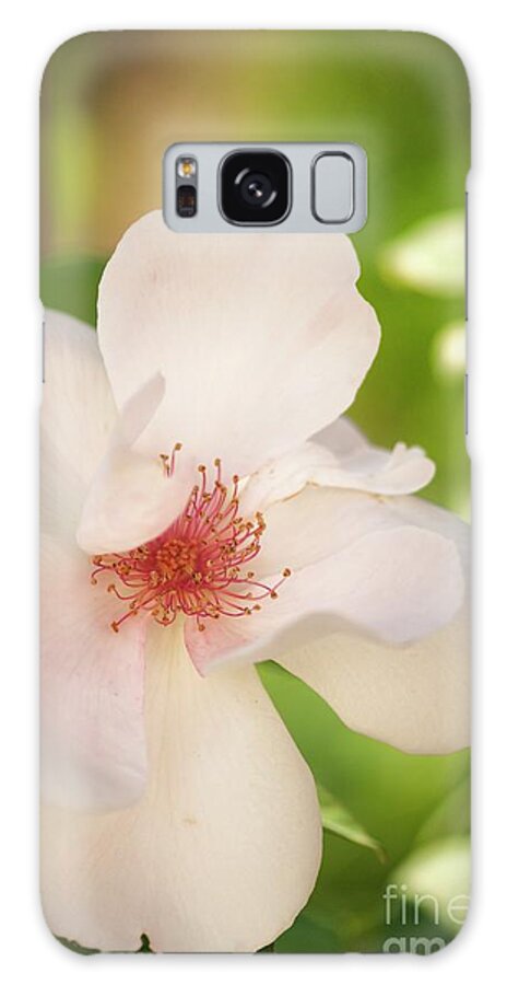 Rose Galaxy Case featuring the photograph Rose (rosa 'anne-aymone Giscard D'estaing') Flower #2 by Maria Mosolova/science Photo Library