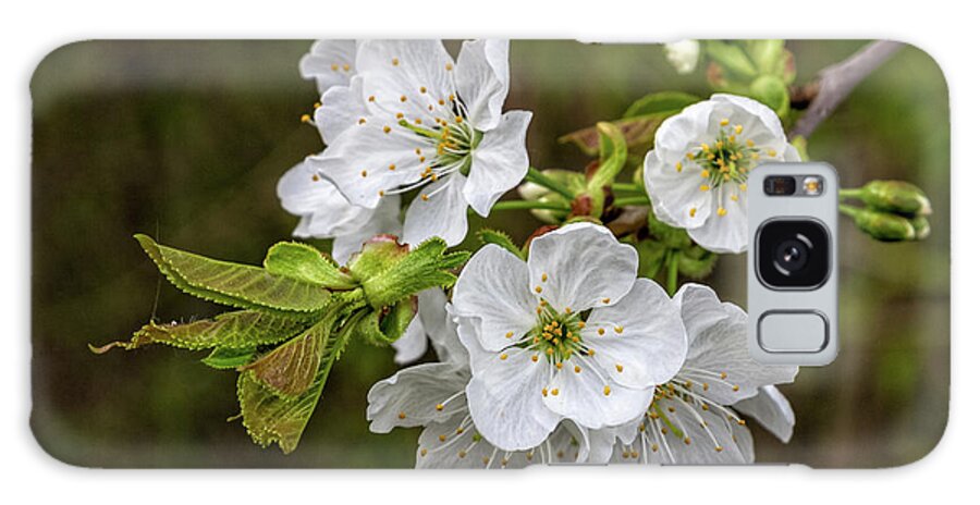 Prunus-avium Galaxy S8 Case featuring the photograph Spring is in the Air #1 by Bernd Laeschke