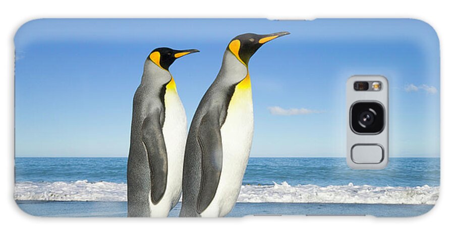 Gold Harbor Galaxy Case featuring the photograph Two King Penguins Aptenodytes #2 by Eastcott Momatiuk
