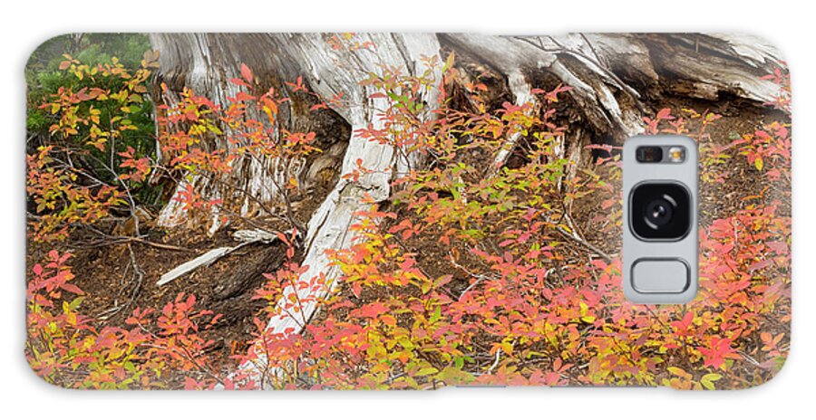 Fall Galaxy Case featuring the photograph Washington State, Okanogan-wenatchee #2 by Jamie and Judy Wild