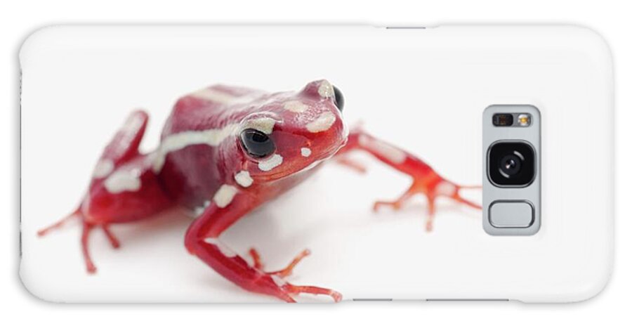 Risk Galaxy Case featuring the photograph White-striped Poison Dart Frog #2 by Design Pics / Corey Hochachka