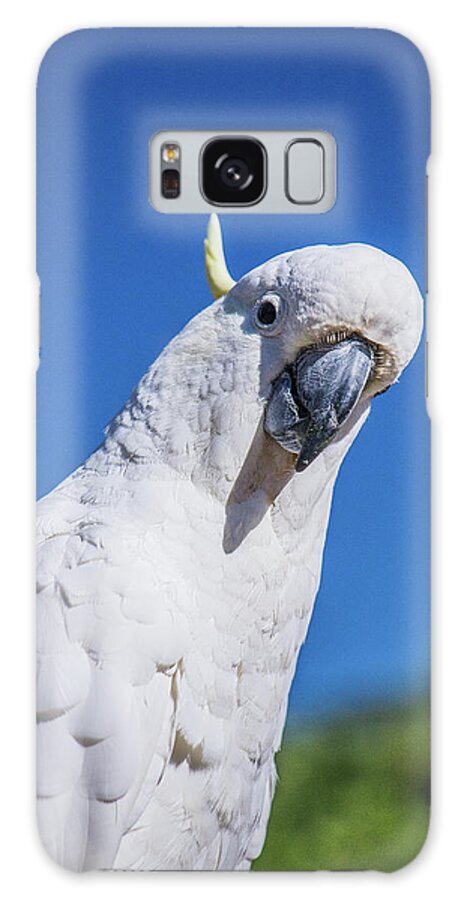 Animal Galaxy Case featuring the photograph An Australian White Sulphur Crested Cockatoo In Victoria #3 by Cavan Images