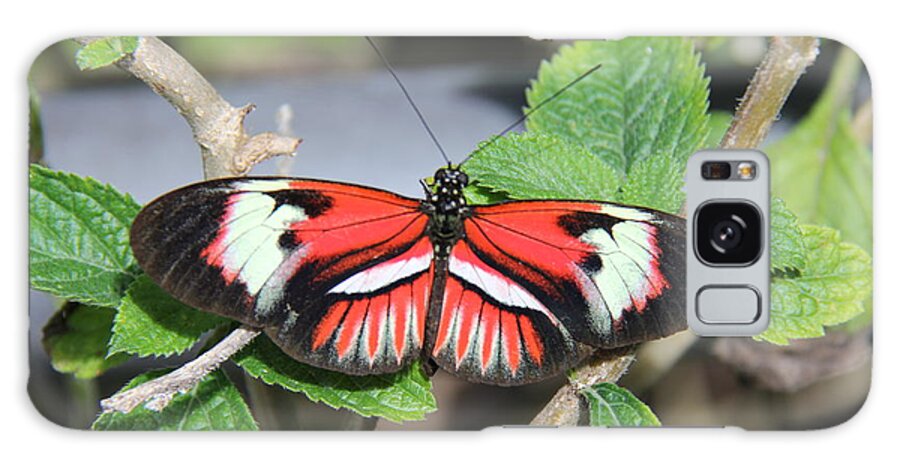 Butterfly Galaxy Case featuring the photograph Butterfly #4 by Richard Krebs