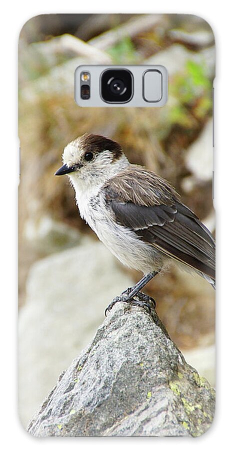 Jay Galaxy S8 Case featuring the photograph Camprobber - the Gray Jay #3 by Steve Estvanik