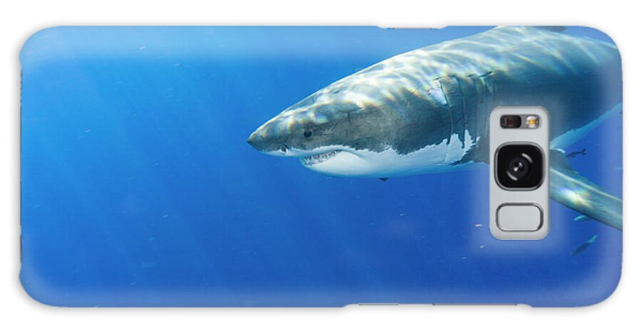 Baja California Galaxy Case featuring the photograph Great White Shark, Large 5 Meter #3 by Stuart Westmorland