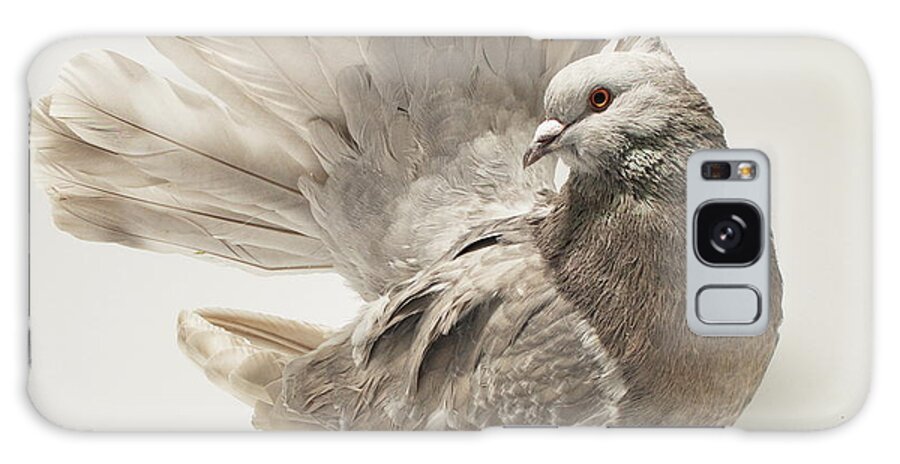 Bird Galaxy S8 Case featuring the photograph Indian Fantail Pigeon #3 by Nathan Abbott