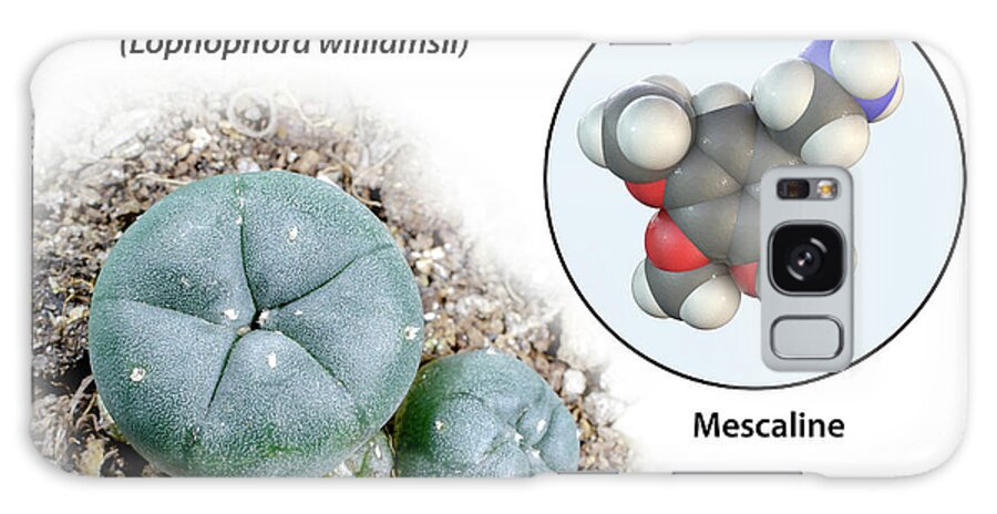 Arid Adapted Galaxy Case featuring the photograph Mescaline Molecule And Peyote Cactus #3 by Kateryna Kon/science Photo Library