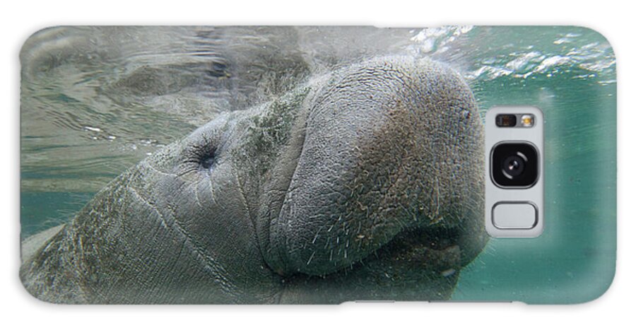 00544878 Galaxy Case featuring the photograph West Indian Manatee by Tim Fitzharris