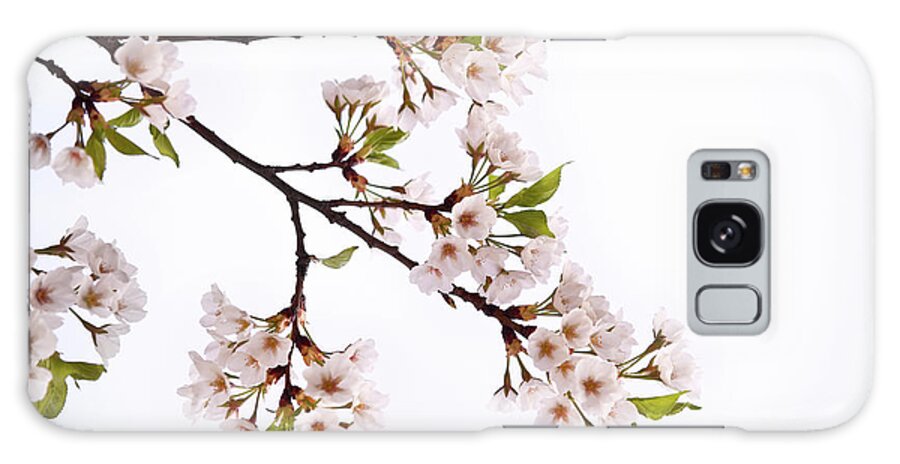 Scenics Galaxy Case featuring the photograph Cherry Blossom #4 by Ithinksky
