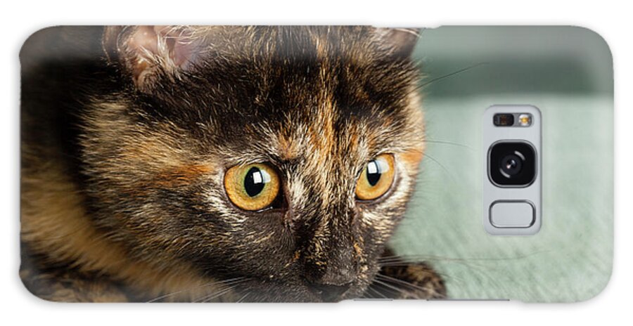 Photography Galaxy Case featuring the photograph Portrait Of A Tortoiseshell Cat #4 by Panoramic Images