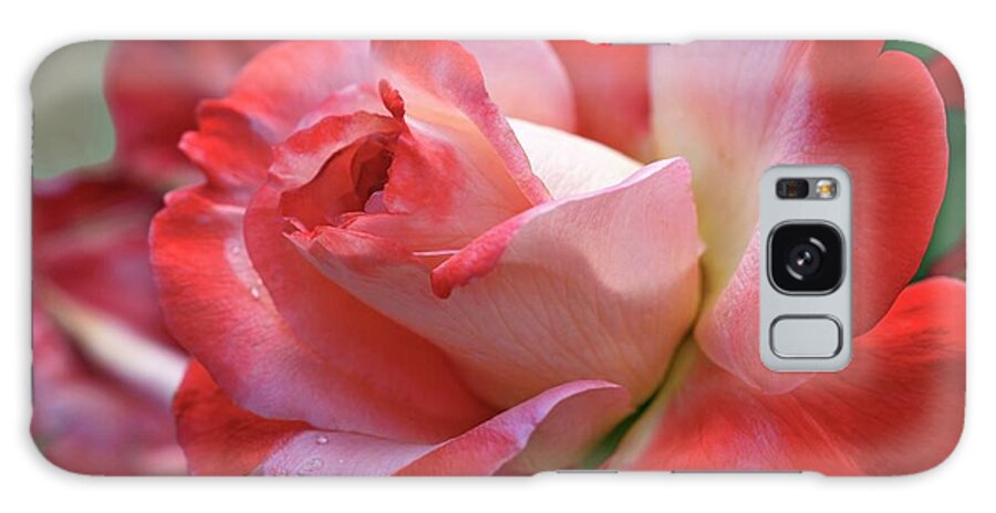 Plant Galaxy Case featuring the photograph Rose (rosa Sp.) #4 by Dr. Nick Kurzenko/science Photo Library