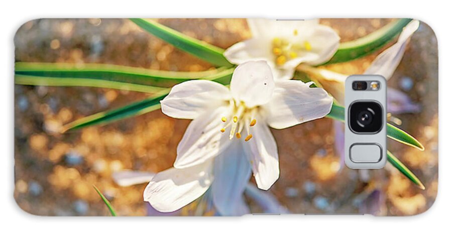 Colchicum Ritchii Galaxy Case featuring the photograph Colchicum Ritchii by Benny Woodoo