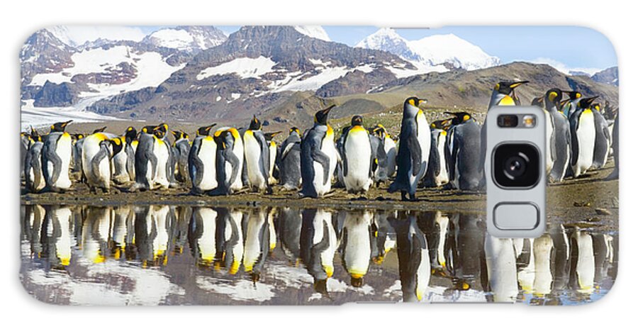 Allardyce Range Galaxy Case featuring the photograph King Penguins Aptenodytes Patagonicus #5 by Eastcott Momatiuk